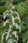 Eastern featherbells